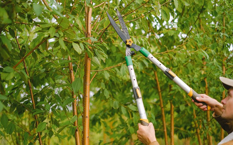 Tree trimming in Dayville, OR